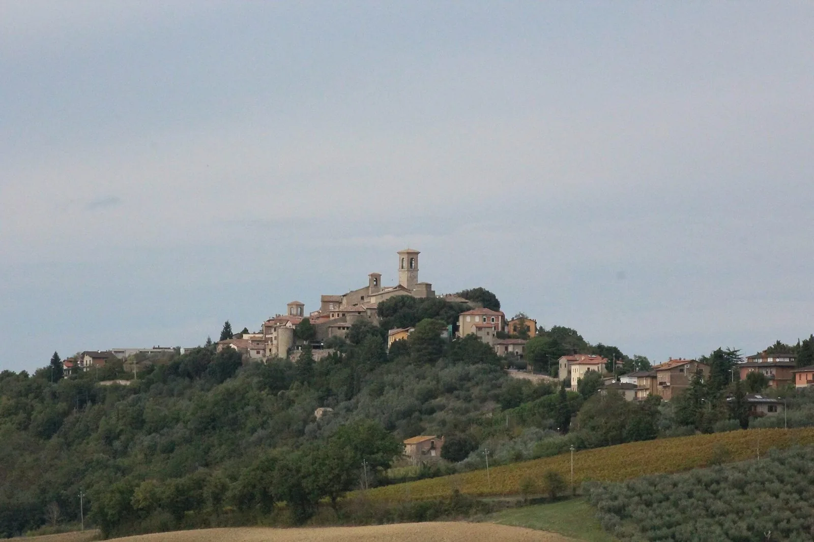 Il borgo di Collazzone sulla cima di una collina boscosa, con vigneti e uliveti in primo piano