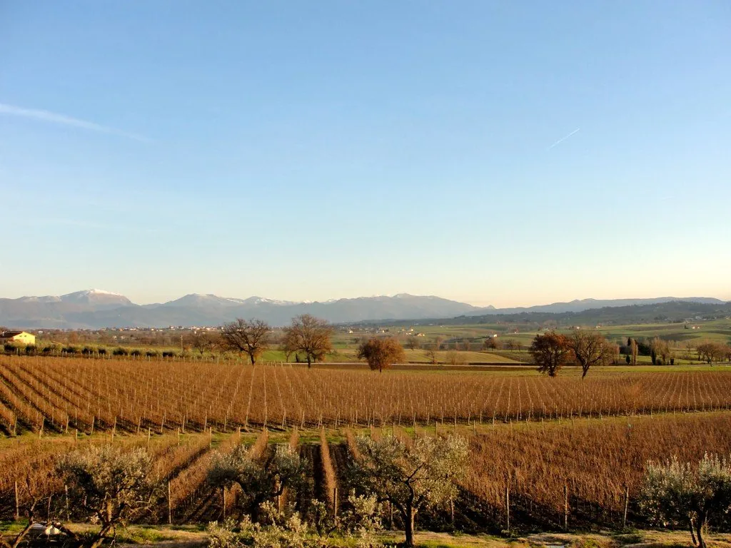 Vigneti di Sagrantino a Montefalco in inverno, con filari spogli, ulivi in primo piano e montagne innevate all'orizzonte